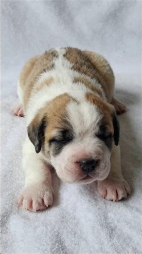 Watch a Saint Bernard Puppy Transform Into a Gentle Giant! 🐕❄️