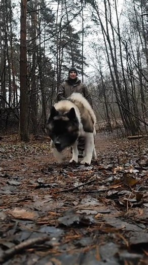 Epic Battle of Titans: Akita vs. German Shepherd - Ultimate Skills and Strengths Face-off! #akita
