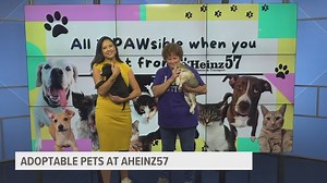 8-week lab mix puppies available for adoption at AHeinz57 Pet Rescue & Transport