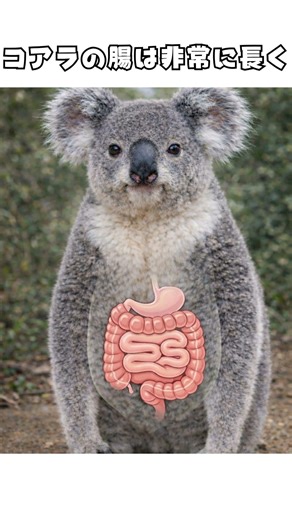 意外過ぎるコアラの雑学 #雑学 #動物