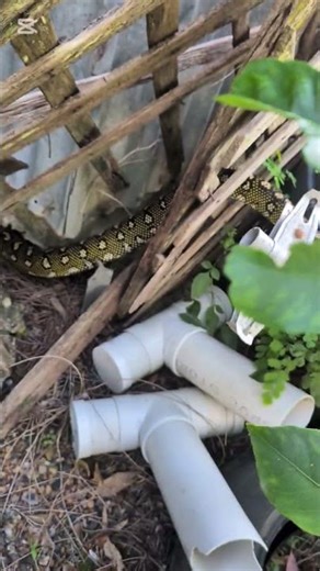 “Massive Python Found in Backyard… What Happened to the Red Belly Black Snake? #selfsufficiency