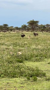 Survival on the plains: a cheetah’s hunt ends with a wildebeest calf #serengeti #wildlifephotography #serengeti #serengetinationalpark #africanwildlife #wildlife #natureisbrutal Cheetah Conservation Fund (CCF) Manja Kema | Lemburis Loshipa