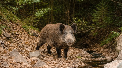 What this camera caught shows boar searching for food