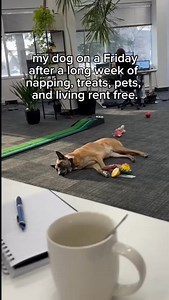 dogs always act like they have the hardest jobs 😂❤️ #dogs #pets #doglife #doglover #dog | DogPack
