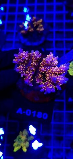 ⚡💛 Acropora Cytherea Pikachu Matecznik WYSIWYG #A0180 | Kingdom of Corals