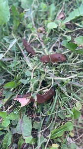 29K views · 99 reactions | How to Get Rid of Snails | Gardening Secrets | Facebook