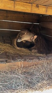 Have you ever seen (or heard) a giant anteater yawn? 🤯 | North Florida Wildlife Center