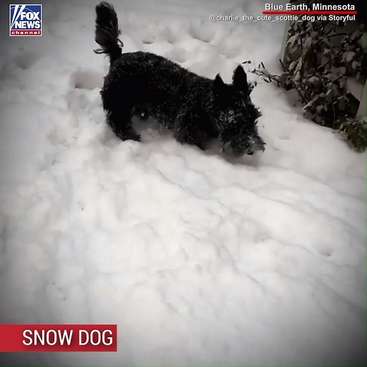 96K views · 3.3K reactions | SCOTTIE'S FIRST SNOWFALL: Charlie, a Scottish terrier puppy, was caught on camera adorably experiencing his first snowfall in Minnesota. | Fox News | Facebook