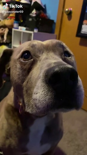 shelby on TikTok
