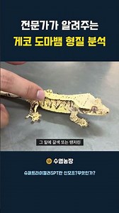 Gecko Morph Analysis Explained by an Expert