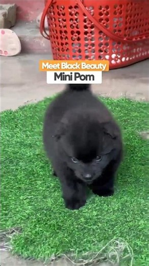 Meet This Adorable Black Pomeranian Puppy