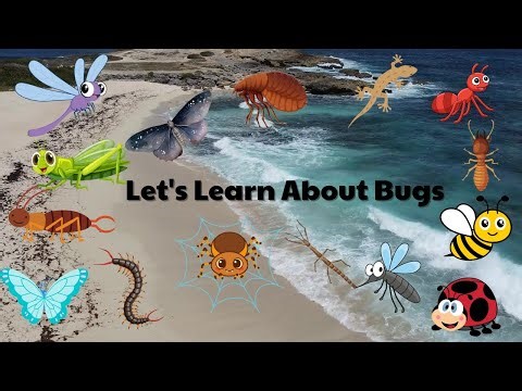 Learn About 18 Amazing Insects 🦋🐝 | Fun Bug Facts for Kids | Educational Video