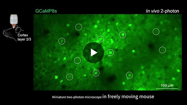 #neuroscience #twophotonimaging #spatialtranscriptomics #calciumimaging #freelymovingmice #brainresearch #multimodalintegration #transvista | TRANSVISTA