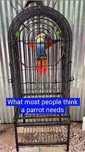 What most people think a parrot needs #parrots #enrichment #socialization #sunshine #petparrot #petbird #birds #pet #birb #birdtricks | BirdTricks