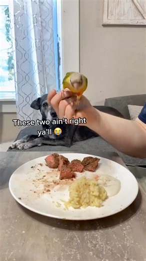 Excuse my wheezing but I just cannot with these two anymore😭The way way she used him as a shovel.💀😭 #parrot #adorable #talkingparrot #parrotlife #birds #pet #cute #funnyparrot #foryou #usa #trending | Megan