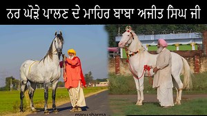 man who raised many stallions sharing his secret with us | Manu sharma photography