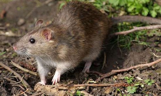 Ficha Técnica do Rato: Peso, Altura, Tamanho e Imagens – Mundo Ecologia