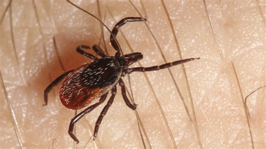 Wondering how to avoid ticks? Here's our guide to tick bite prevention and treatment