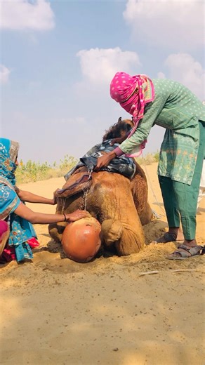 Camel Enjoy a light camel moment #shorts