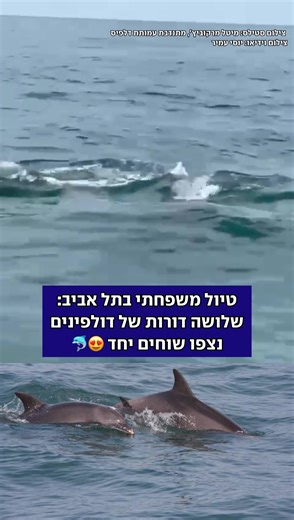 ‏תייגו חברים שאוהבים דולפינים 😍🐬 #דולפנים #תלאביב #ohana