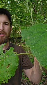 5.3K views · 126 reactions | Foraging and cooking burdock root  #foryou #foryoupage #foraging #wildfood #wildernessliving #survival #selfreliance #outdoorcooking #burdockroot | kento outdoors | Facebook