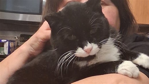 How a toothless Regina street cat found his way home