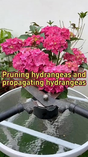 2.1M views · 11K reactions | How to make rose cuttings root quickly houseplants indoorplants plants plant planting plantlover planttips plantinghack planttiktok PlantTok garden gardening gardening101 gardeningtips gardeninghacks gardentips gardentok roots cutting homeplants BotanicHomeMania | Agriculture 19.4 | Facebook