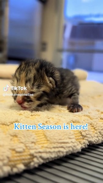 Support Kittens in Need This Kitten Season