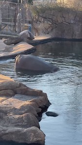 anyone wanna play mermaids 🦛 #memphiszoo #hippo #cute #mermaid #animals #hippopotamus | Memphis Zoo