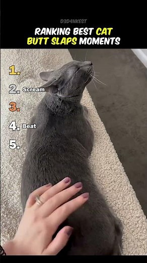 Ranking Best Cats Butt Slaps Moments