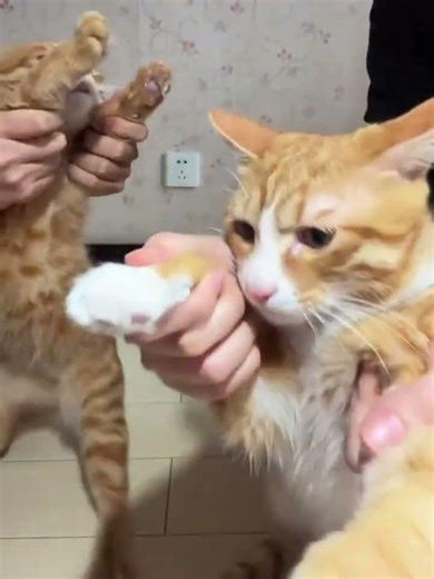 Scary Cat Dance: Big Oranges & Orange Cat Fun