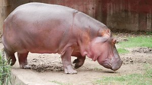 A hippopotamus in a zoo enclosure, walking on a dirt path