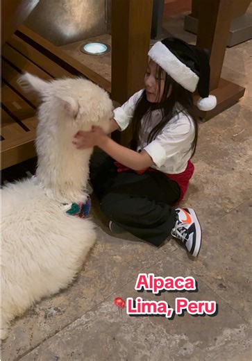 More snippets of the Alpaca. Cuteness overload!!!❤️ #Lima #Peru
