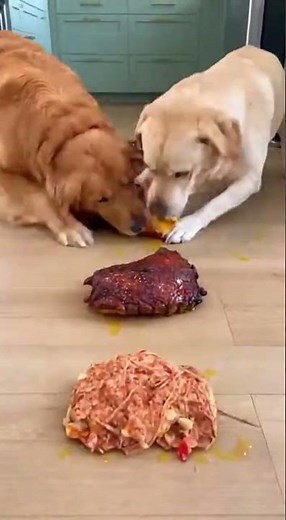 Golden Retriever vs. Labrador Chicken Race #foodchallenge #dog #goldenretriever