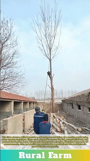 MANUAL TREE FELLING DANGEROUS Tree Topping Technique: Cutting Down a Massive Poplar Tree