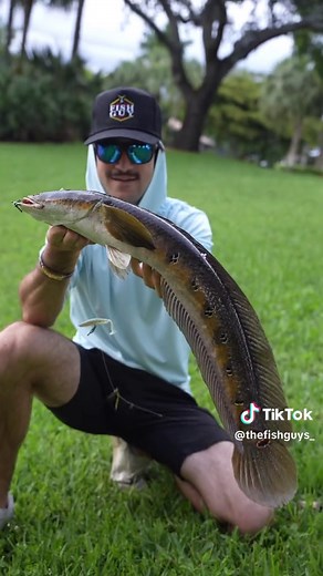 Snakeheads go crazy 🤣👌🏻🔥 #fishing #fish #snakehead #bass #snook #fishingaddict #fishguy