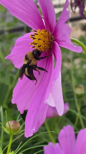 I found a sleeping bumblebee seeking warmth from the cold afternoon. I put him in a small box with flowers and water near him and took him inside. And this morning I opened the box and he was fine, a little sleepy, and placed him on fresh flowers. In a few minutes, he worked his wings and started flying from flower to flower. The cold can cause them to find a flower to stay in at night, but it was really cold last night. They actually need to go in a little bumblebee nest. I’m glad he did OK and