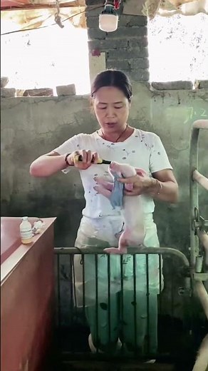 Teeth Clipping + Tail Docking on new born piglet 👀