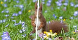 Why Are Animals Mostly Symmetrical and Why Some Aren’t?