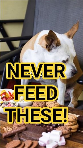 8 Foods You Should NEVER Feed Your Dog! 🐶⚠️ (Could Save Their Life!) #shorts