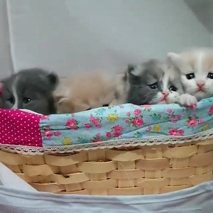 1K views · 101 reactions | Who loves cats  | Animal Lovers | Facebook