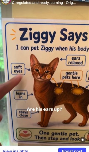 Can I Pet the Cat? 🐱 | Teaching Kids to Read Pet Body Language