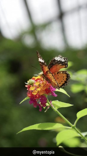 Time to turn our bug photos into an AI perspective. Still looks good, right?#entopiapenang#harmonywithnature #voicesofnature #wondersofnature #naturelearning #entopia #entopiapenang #entopiabypenangbutterflyfarm #telukbahang #penang #experiencepenang | Entopia by Penang Butterfly Farm