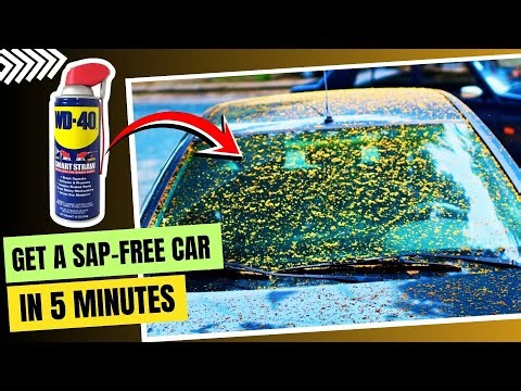 Tree Sap Stuck on Your Car? Remove It Safely Without Damaging Paint