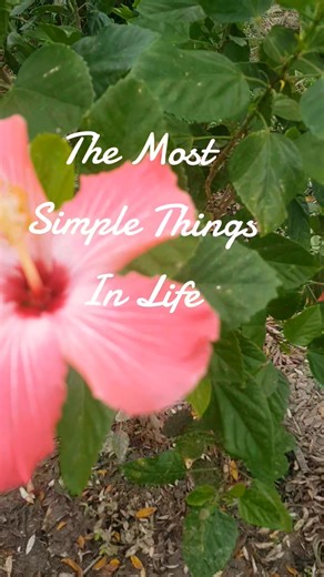 The most simplest things in life  Nature Is Therapy! Let Us Show You How Eco Therapy Can Provide A More Balanced Lifestyle. 律‍♀️律‍♂️曆 Check us out on Instagram & TikTok @ MoShen Consulting. "We do not own rights to this music" #simplelife #moshenconsulting #health #healthiswealth #HealThySelf #selflove #ecotherapy #natureistherapy #nature #healing | MoShen Travels | Facebook