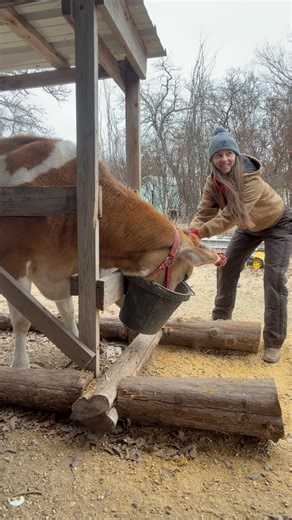 Shepherd Farms on Instagram: "Buttercup has been cool with us but she’s been displaying some mean girl behavior from the quarantine pen so before we throw them all together for this winter storm, we’re gonna take our precautions. Nothing says I’m intimidating like bright red horns with alien eyes haha. In all seriousness, we’re pretty sure it’s gonna be okay. We’ve just never had a horned sassy pants before so we just gotta be careful! But nothing brings everyone together like a blizzard! 🥶 #ra