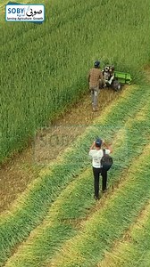 4.6K reactions · 94 shares | Wheat Harvesting | Gandum ki Katai Wali...