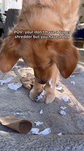 52K views · 5.6K reactions | Benefits: ✅ Shredding things produces happy hormones ✅ Improve problem solving skills ✅ Upcycling and budget friendly Please supervise your dog to ensure no paper is ingested. This DIY enrichment game is not suitable for dogs who eat paper Air dried dog food @openfarmpet . Use code 15MIKA15 to save! #dogenrichment #dogtips #enrichmentfordogs #asmr #doghacks | goldenpup.mika | Facebook