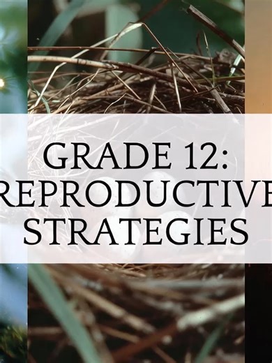 Estrategias de Reproducción en Vertebrados: Un Viaje Evolutivo