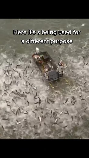 @howeverythingwork.s | Electrofishing is a method used by researchers and fishery managers to catch fish without harming them. It works by sending a mild electric... | Instagram